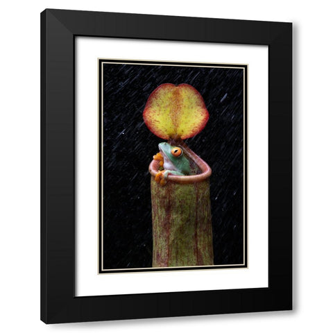 The Frog And Nepenthes Black Modern Wood Framed Art Print with Double Matting by Setiadi, Ajar