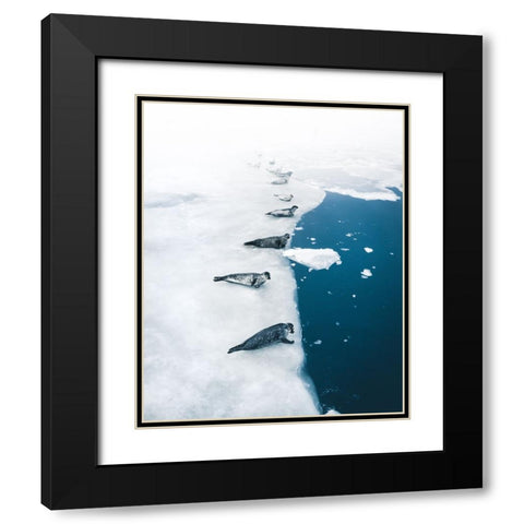 Seal Gang Black Modern Wood Framed Art Print with Double Matting by Ziomek, Witold