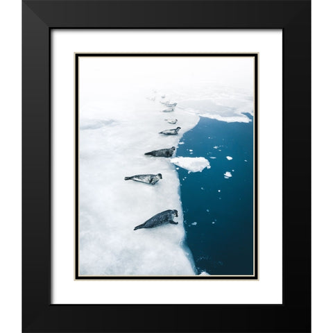 Seal Gang Black Modern Wood Framed Art Print with Double Matting by Ziomek, Witold
