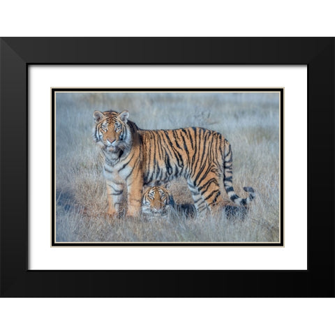 Two Tigers Black Modern Wood Framed Art Print with Double Matting by Li, Min