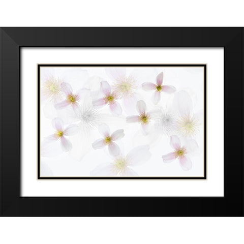 Clematis Art Black Modern Wood Framed Art Print with Double Matting by Van Krimpen, Brigitte