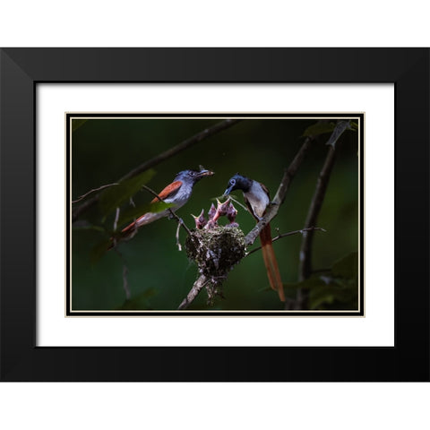 Feeding Black Modern Wood Framed Art Print with Double Matting by Fengying Long