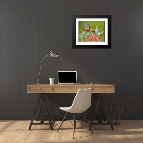 Hummingbird And Grevillea Flower Black Modern Wood Framed Art Print with Double Matting by Huang, Xiaojian
