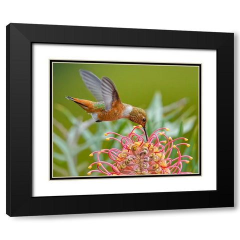 Hummingbird And Grevillea Flower Black Modern Wood Framed Art Print with Double Matting by Huang, Xiaojian