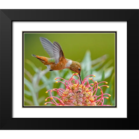 Hummingbird And Grevillea Flower Black Modern Wood Framed Art Print with Double Matting by Huang, Xiaojian