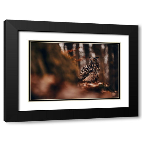 Eurasian eagle-owl (Bubo bubo) Black Modern Wood Framed Art Print with Double Matting by Furch, Lukas
