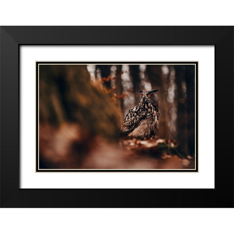 Eurasian eagle-owl (Bubo bubo) Black Modern Wood Framed Art Print with Double Matting by Furch, Lukas
