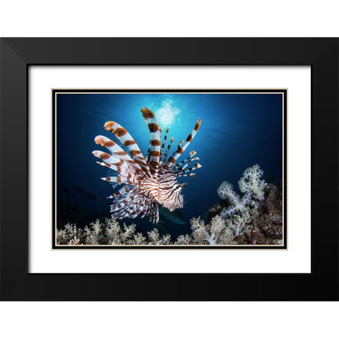 Lionfish Black Modern Wood Framed Art Print with Double Matting by Peneau, Cedric