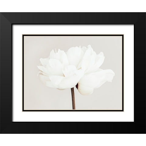Peony 11 Black Modern Wood Framed Art Print with Double Matting by 1x Studio III