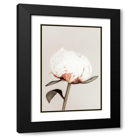 Peony 13 Black Modern Wood Framed Art Print with Double Matting by 1x Studio III