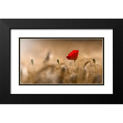 Poppy Black Modern Wood Framed Art Print with Double Matting by Coenders, Chris