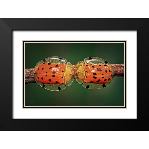 Spotted Tortoise Beetle Black Modern Wood Framed Art Print with Double Matting by Ghosh, Indranil