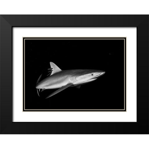 Shark In The Caribbean Black Modern Wood Framed Art Print with Double Matting by Ichinoseki, Sayaka