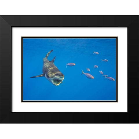 Chase With The Great White Black Modern Wood Framed Art Print with Double Matting by Rebro, Marcel