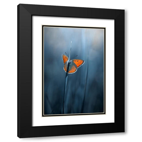 shy butterfly Black Modern Wood Framed Art Print with Double Matting by Kazun, Andrii