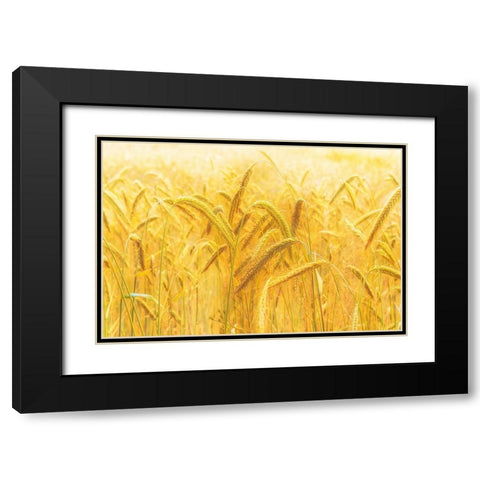 Harvest Time Black Modern Wood Framed Art Print with Double Matting by Michael