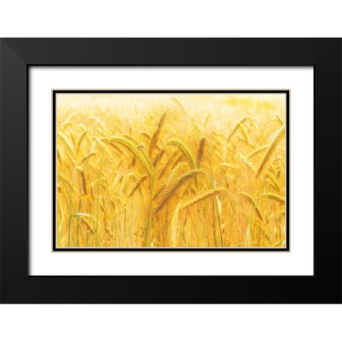 Harvest Time Black Modern Wood Framed Art Print with Double Matting by Michael