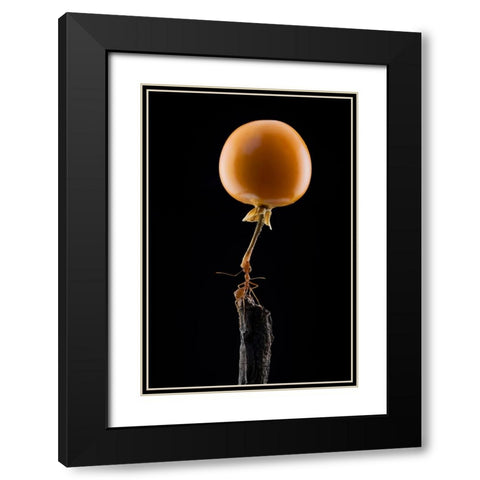 Mighty Ant Lift-Up A Tomato Black Modern Wood Framed Art Print with Double Matting by Suhardjo, Lisdiyanto