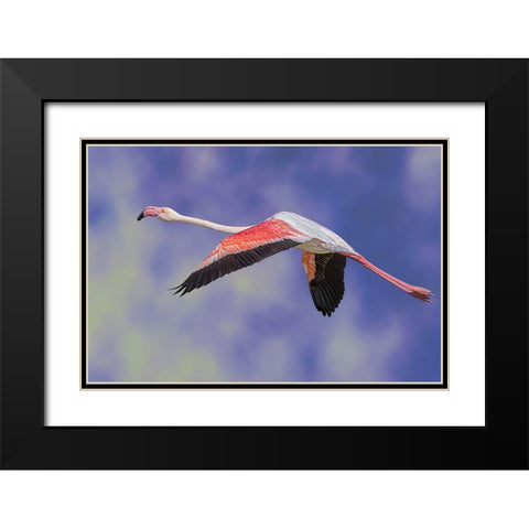 Freedom Black Modern Wood Framed Art Print with Double Matting by Eman Elghazzawy, Dr.