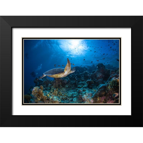 Sunlight And Green Turtle Black Modern Wood Framed Art Print with Double Matting by Gabriel, Barathieu