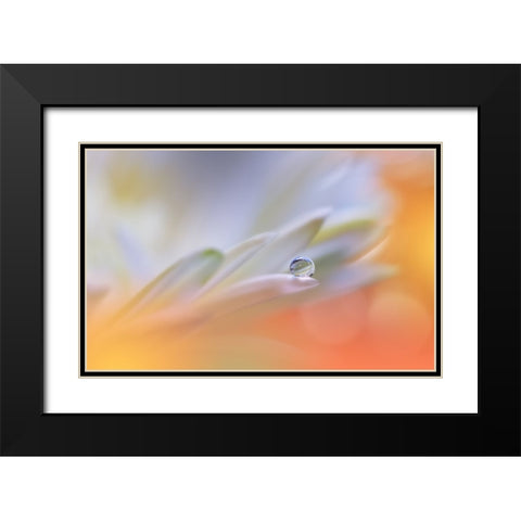 Little Wonders...II Black Modern Wood Framed Art Print with Double Matting by Nan, Juliana