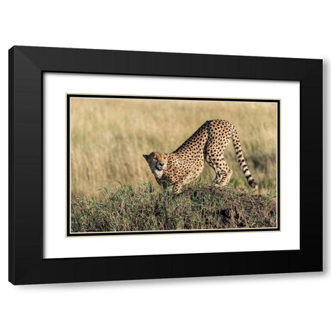 Bent And AttentIVe Black Modern Wood Framed Art Print with Double Matting by Damico, Giuseppe