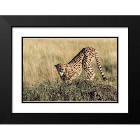 Bent And AttentIVe Black Modern Wood Framed Art Print with Double Matting by Damico, Giuseppe