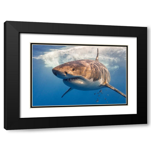 Great White Black Modern Wood Framed Art Print with Double Matting by Rebro, Marcel