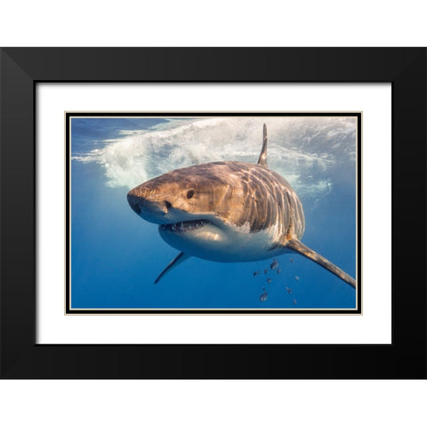 Great White Black Modern Wood Framed Art Print with Double Matting by Rebro, Marcel