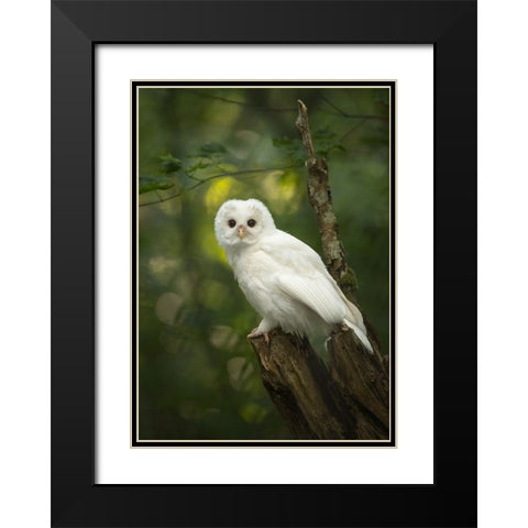 Fairy Black Modern Wood Framed Art Print with Double Matting by Xu, Tony