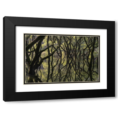 Sunken Forest Black Modern Wood Framed Art Print with Double Matting by Irie, Ryohei