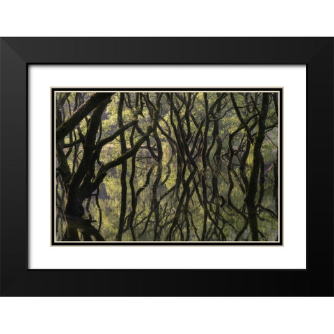 Sunken Forest Black Modern Wood Framed Art Print with Double Matting by Irie, Ryohei