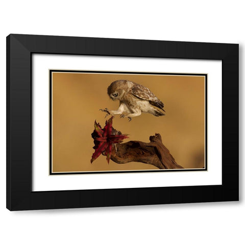 Little Owl Black Modern Wood Framed Art Print with Double Matting by Manusevich, David