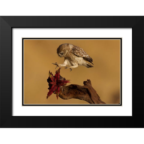Little Owl Black Modern Wood Framed Art Print with Double Matting by Manusevich, David