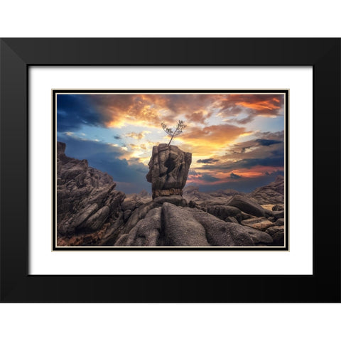 Pine Tree On The Rock Black Modern Wood Framed Art Print with Double Matting by Seo, Tiger