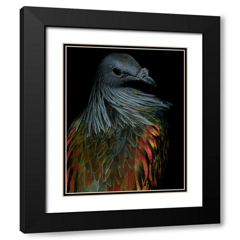 Nicobar Pigeon Black Modern Wood Framed Art Print with Double Matting by Lesica, Ivan