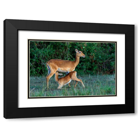 Feeding Time Black Modern Wood Framed Art Print with Double Matting by Damico, Giuseppe