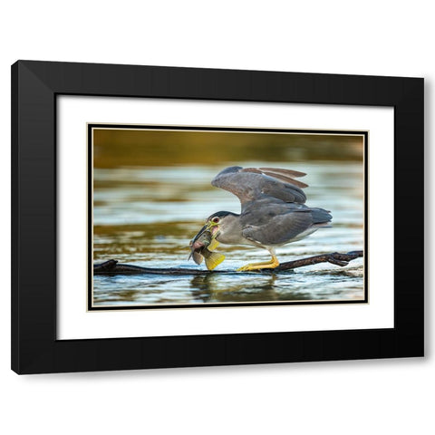 Black-Crowned Night Heron Black Modern Wood Framed Art Print with Double Matting by Frischoff, Noam