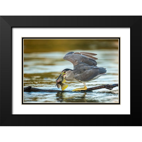 Black-Crowned Night Heron Black Modern Wood Framed Art Print with Double Matting by Frischoff, Noam