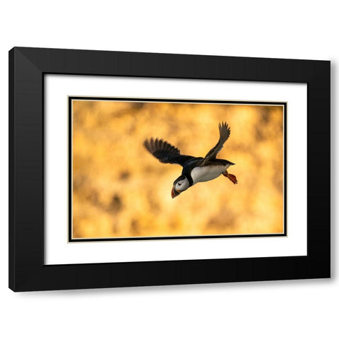 Puffin In Flight Black Modern Wood Framed Art Print with Double Matting by Dolfing, Jan