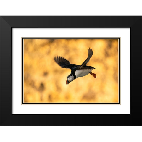 Puffin In Flight Black Modern Wood Framed Art Print with Double Matting by Dolfing, Jan