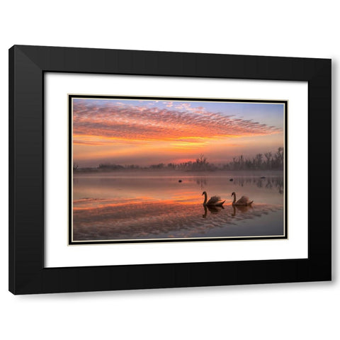 Rosy Romance Black Modern Wood Framed Art Print with Double Matting by An, Anna