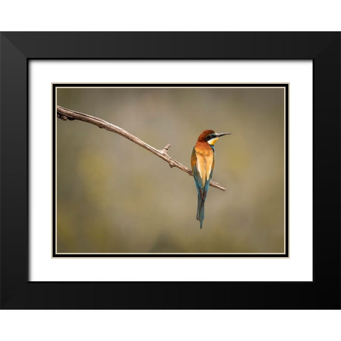 Bee Eater Black Modern Wood Framed Art Print with Double Matting by Zakic, Dejan