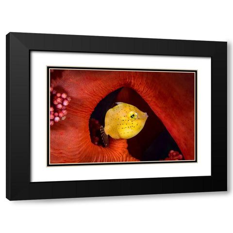 Little Filefish Black Modern Wood Framed Art Print with Double Matting by Peneau, Cedric