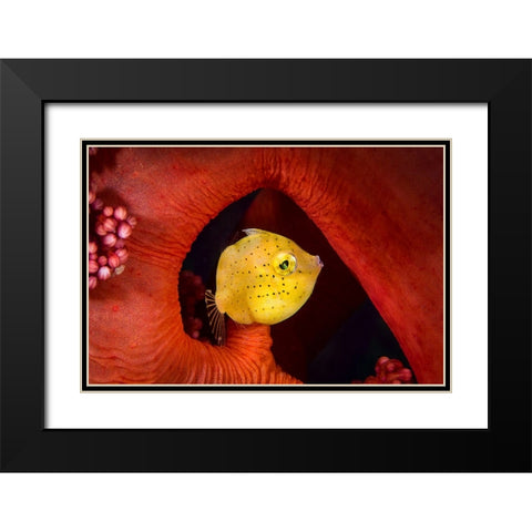 Little Filefish Black Modern Wood Framed Art Print with Double Matting by Peneau, Cedric