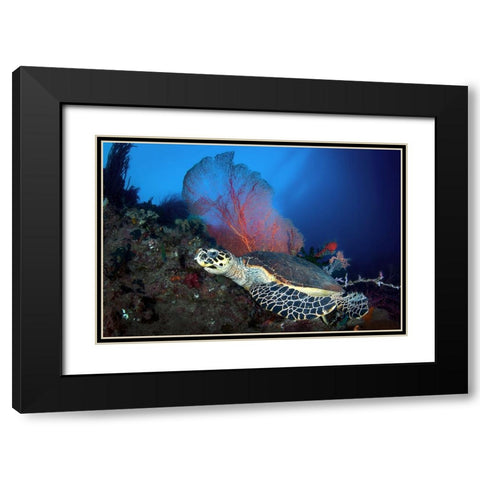 Hawksbill Turtle Black Modern Wood Framed Art Print with Double Matting by Peneau, Cedric