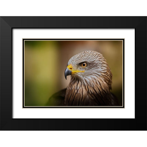 Bird Of Prey... Black Modern Wood Framed Art Print with Double Matting by Svestka, Jiri