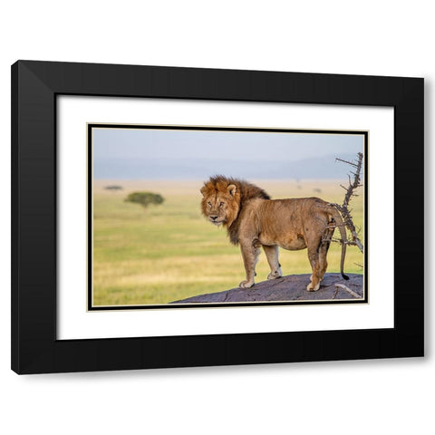 Old King Black Modern Wood Framed Art Print with Double Matting by Catta, Alessandro