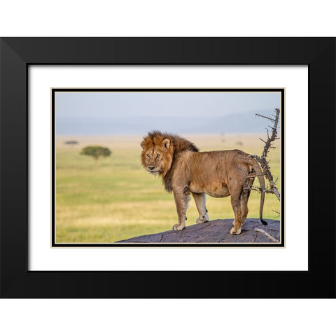 Old King Black Modern Wood Framed Art Print with Double Matting by Catta, Alessandro