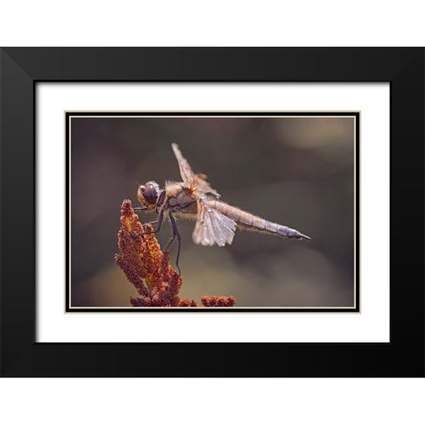 Battle Scars. Black Modern Wood Framed Art Print with Double Matting by Williams, Stuart